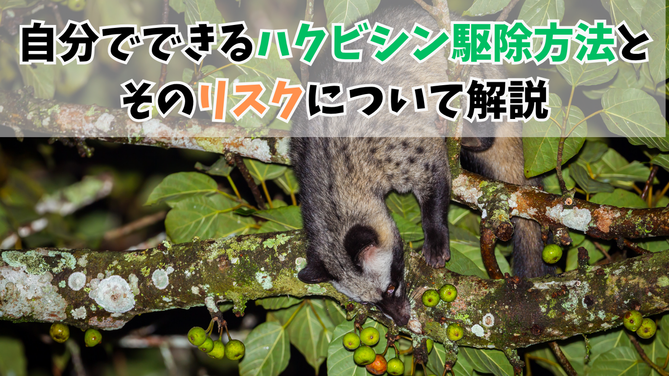 自分でできるハクビシン駆除方法とそのリスクについて解説