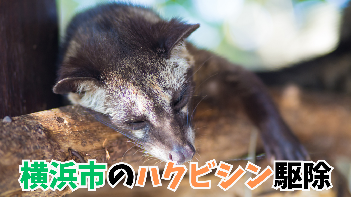 横浜市のハクビシン駆除