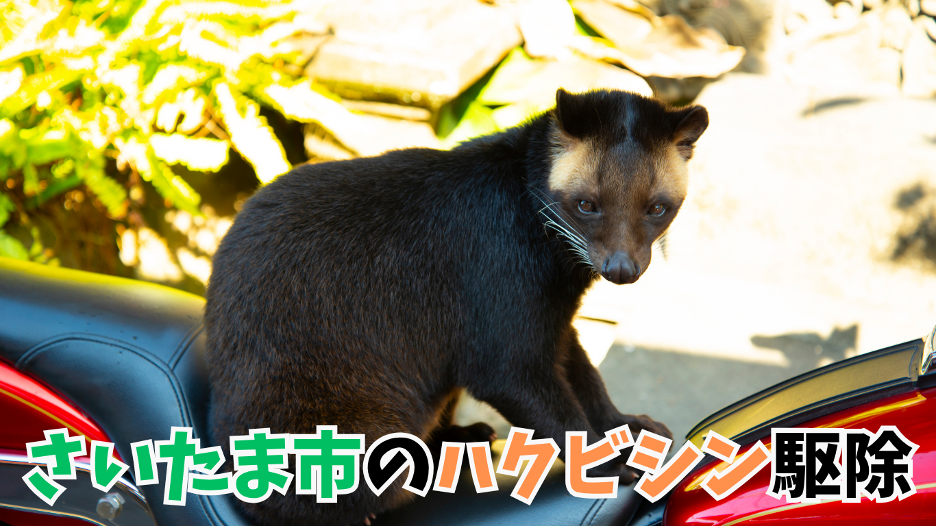 さいたま市のハクビシン駆除