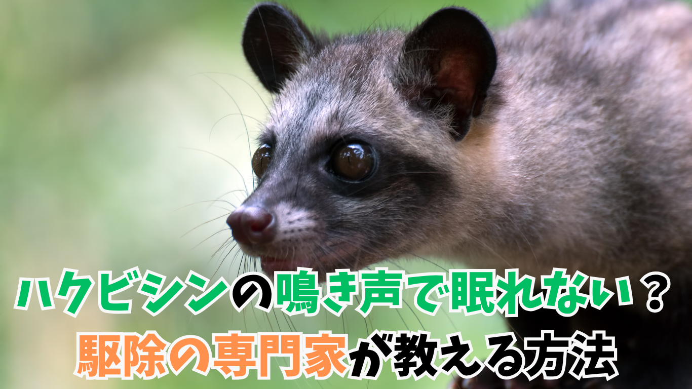ハクビシンの鳴き声で眠れない？駆除の専門家が教える方法 (1)