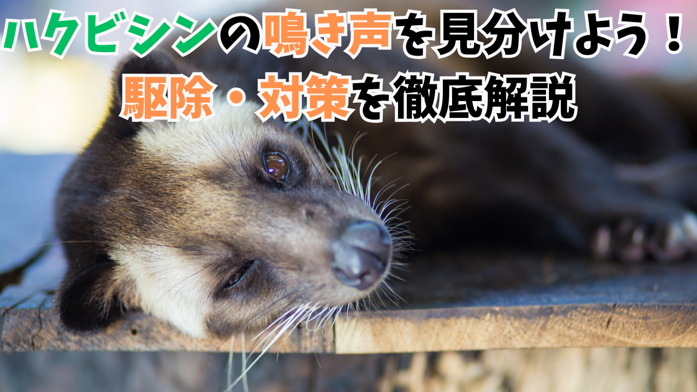 ハクビシンの鳴き声で眠れない？駆除の専門家が教える方法 (2)