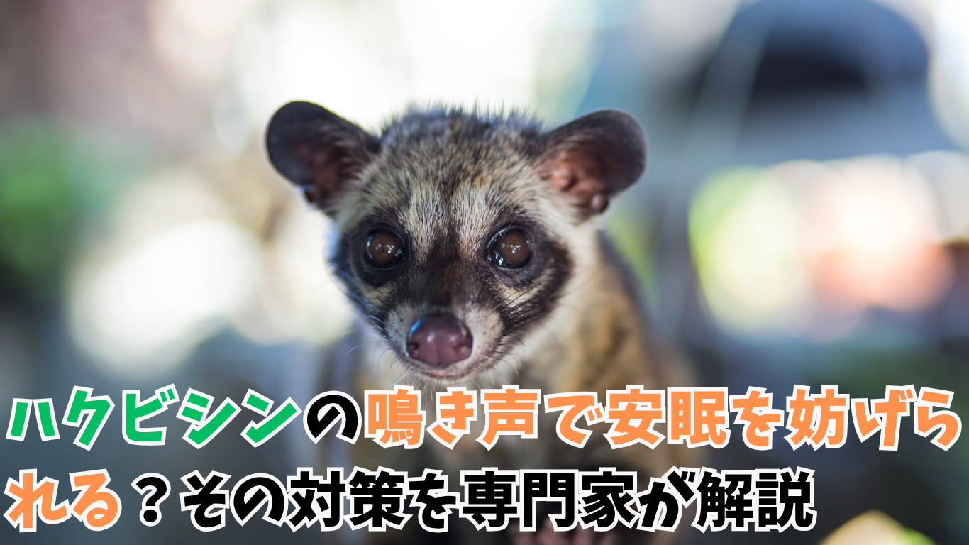 鳴き声でわかるハクビシンの存在！ 駆除方法まとめ (6)