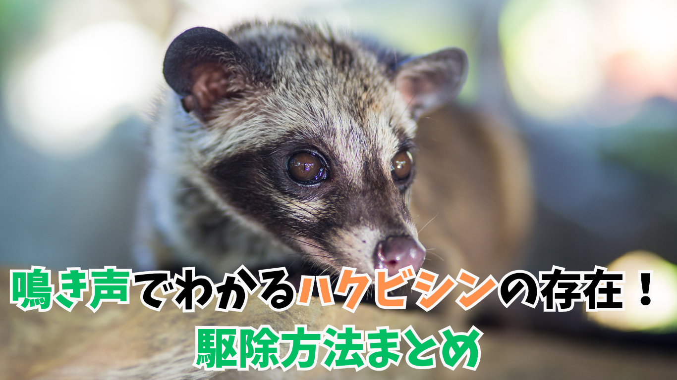 鳴き声でわかるハクビシンの存在！駆除方法まとめ