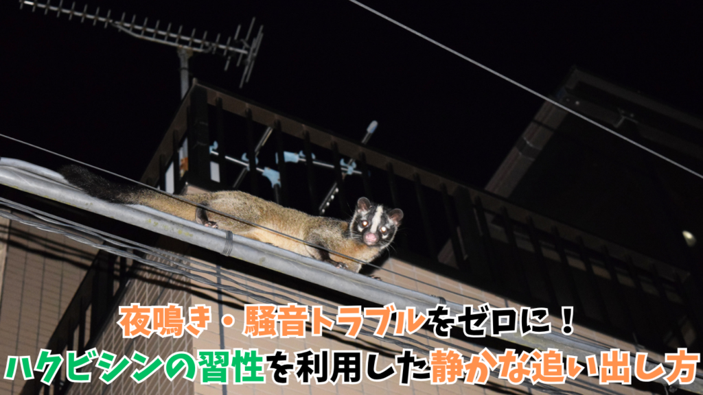 ハクビシン駆除 夜鳴き・騒音トラブルをゼロに！ハクビシンの習性を利用した静かな追い出し方