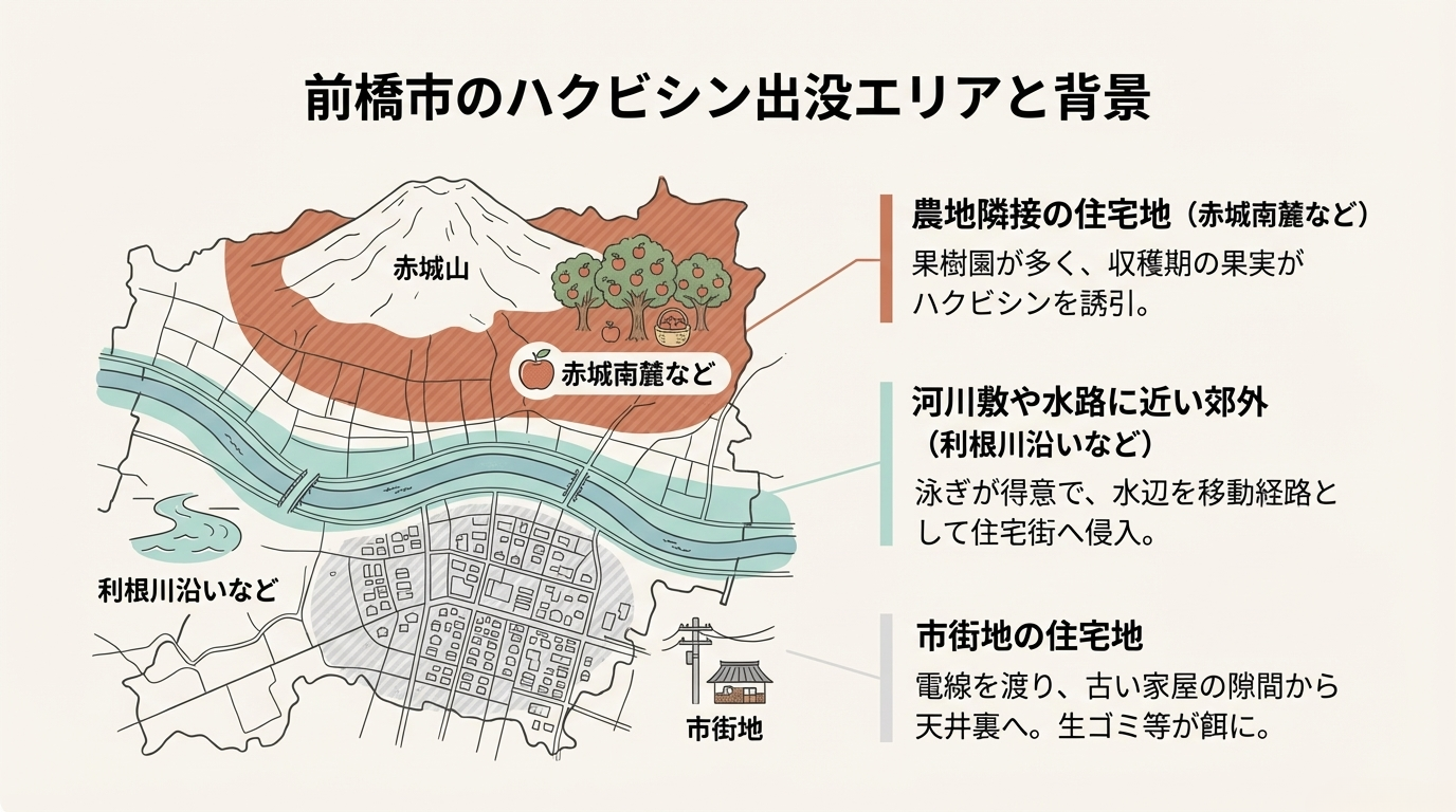 前橋市ハクビシン駆除