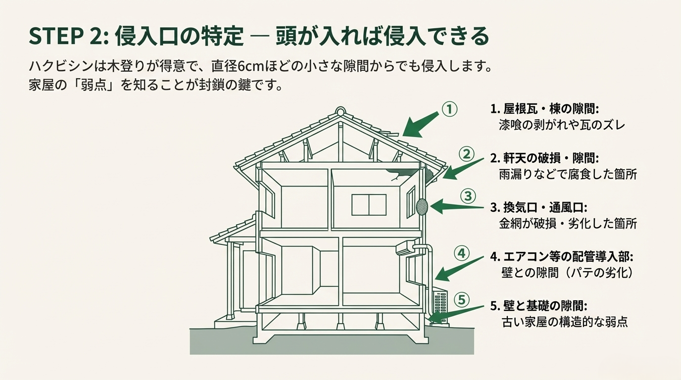宇都宮市ハクビシン駆除