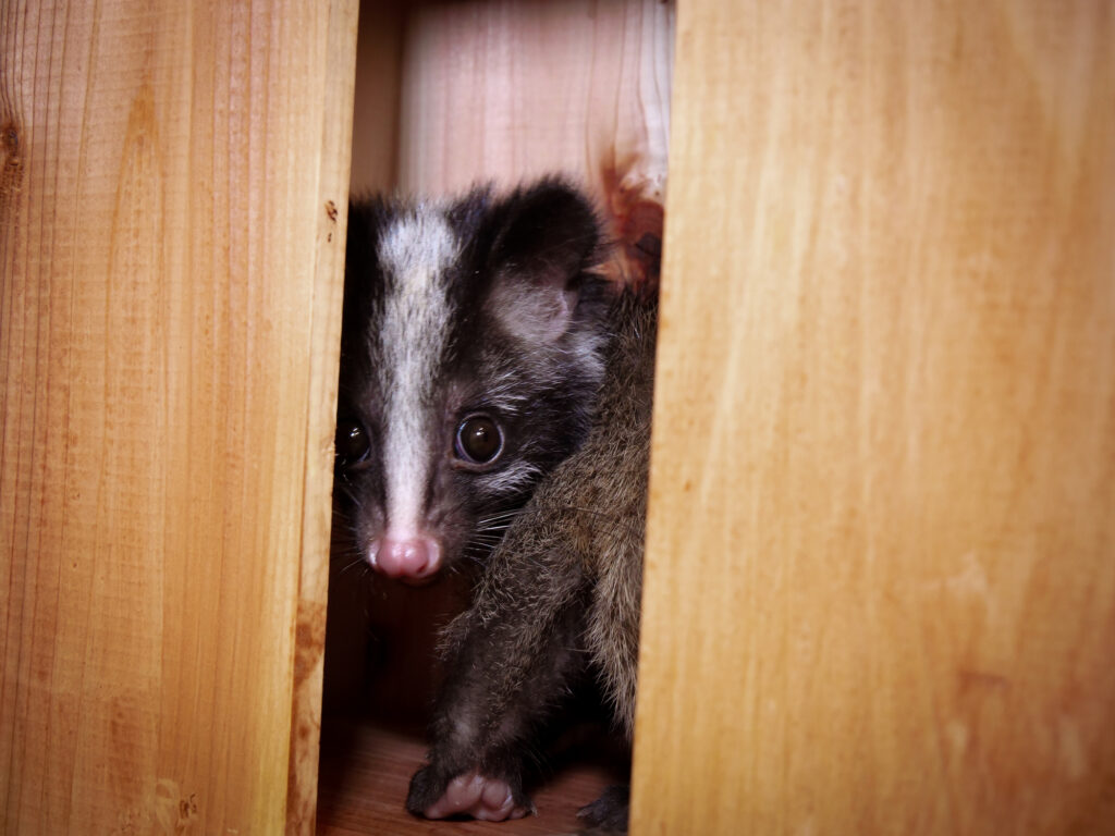 前橋市ハクビシン駆除