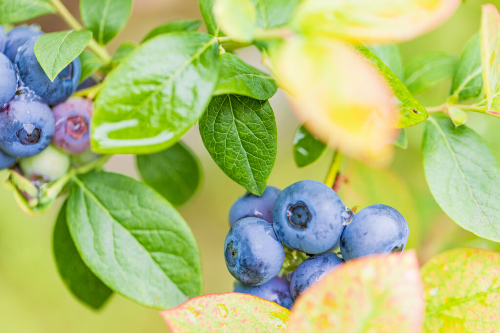 前橋市ハクビシン駆除