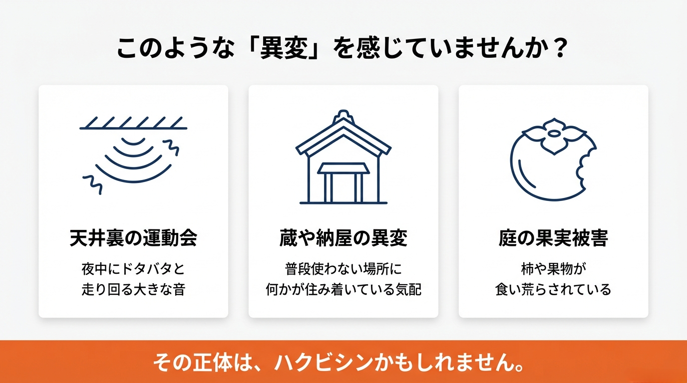 土浦市ハクビシン駆除