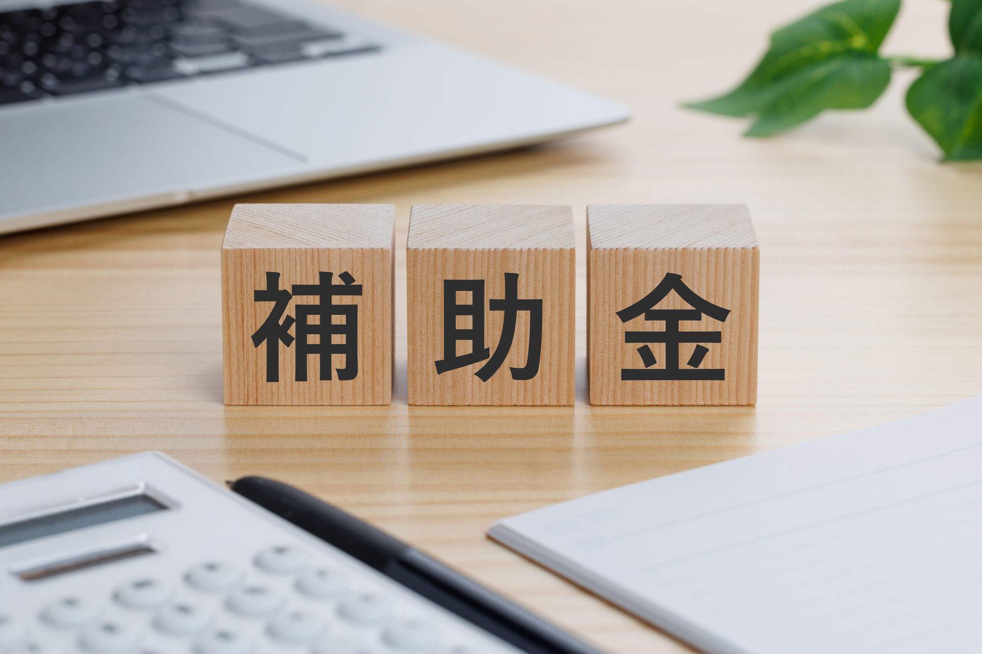 つくば市ハクビシン駆除