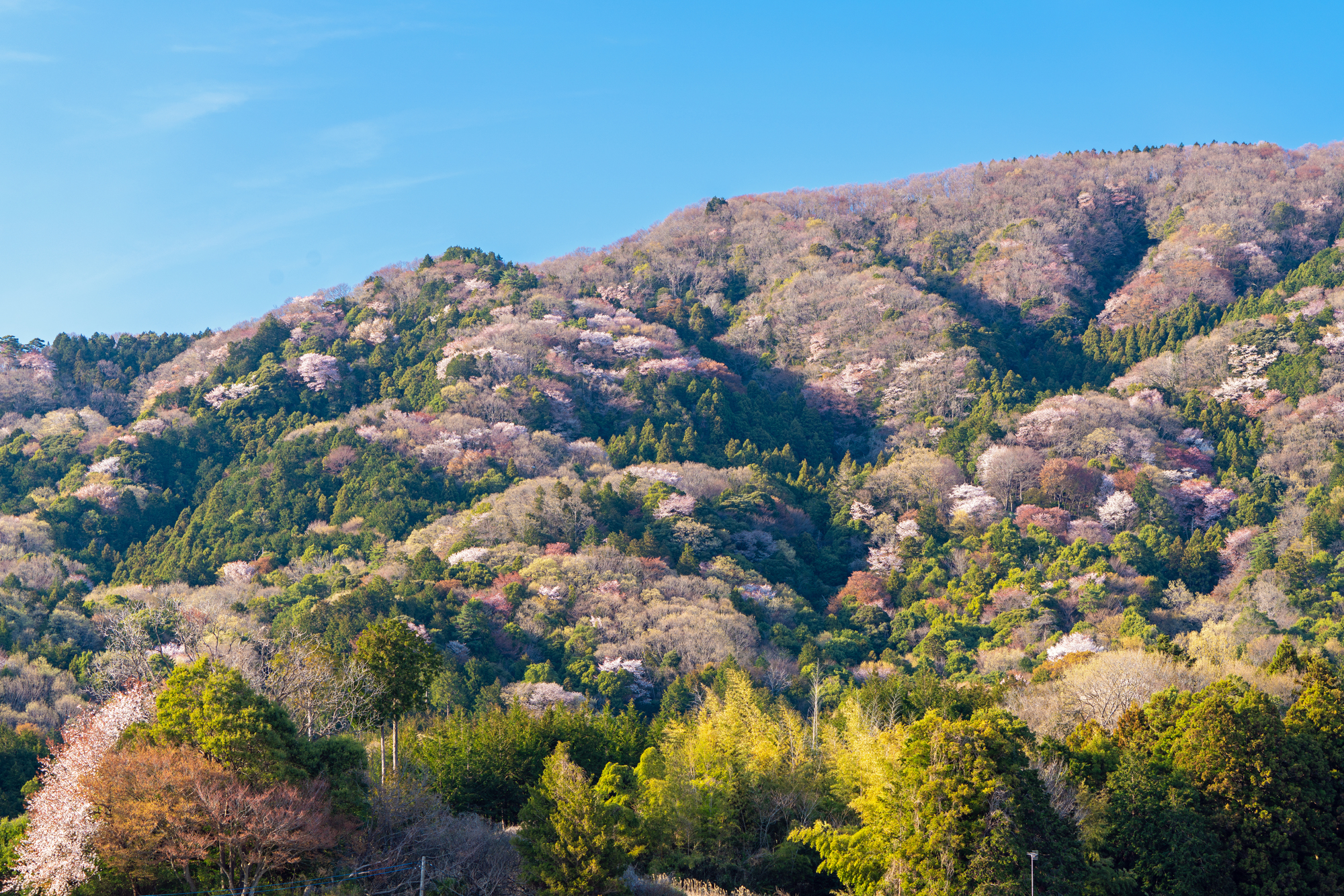 桜川市ハクビシン駆除