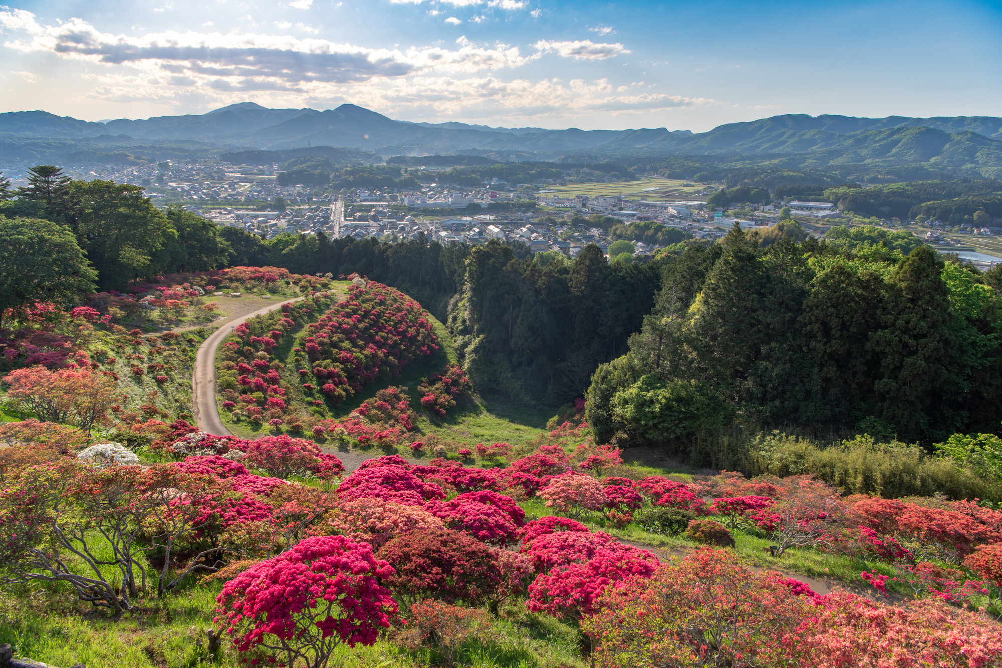 笠間市ハクビシン駆除