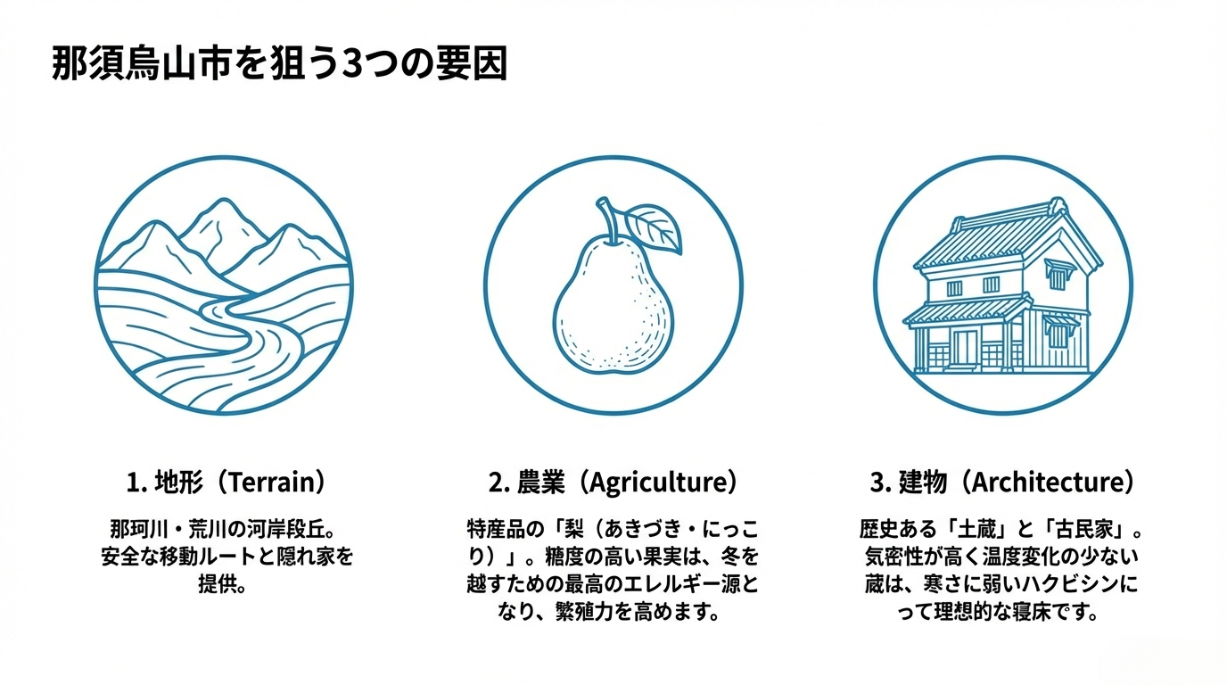 那須烏山市ハクビシン駆除