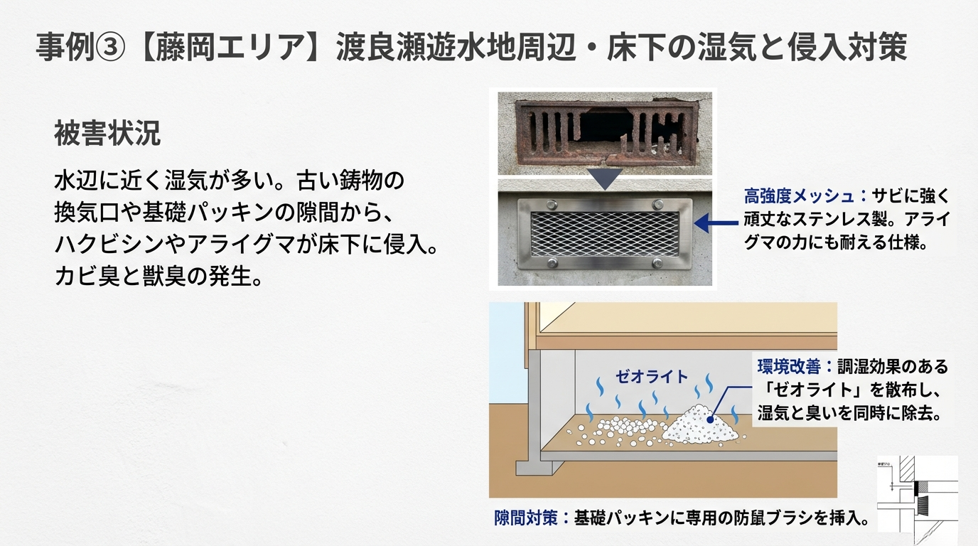 栃木市ハクビシン駆除