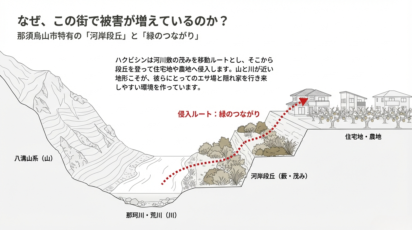 那須烏山市ハクビシン駆除