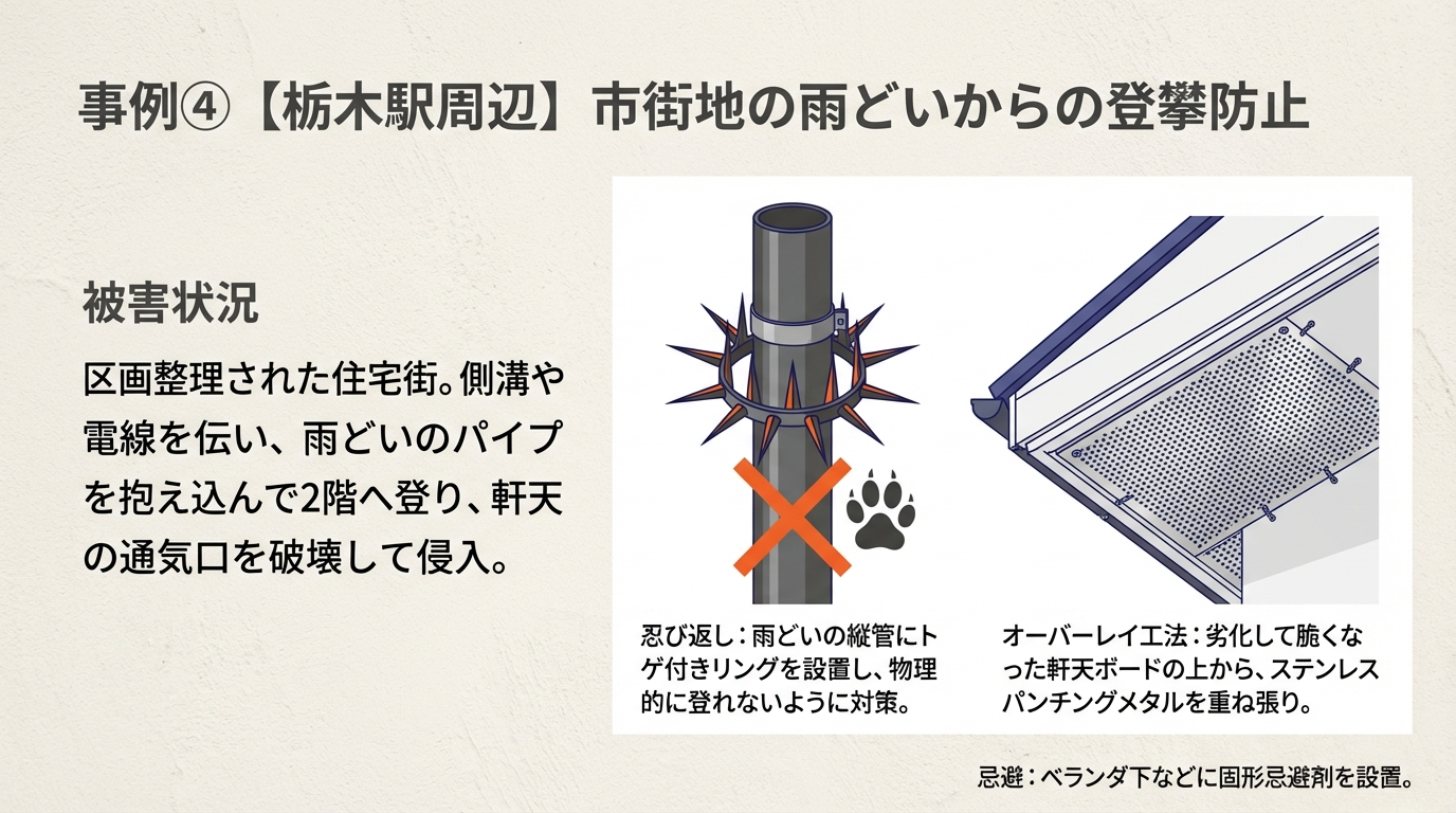 栃木市ハクビシン駆除