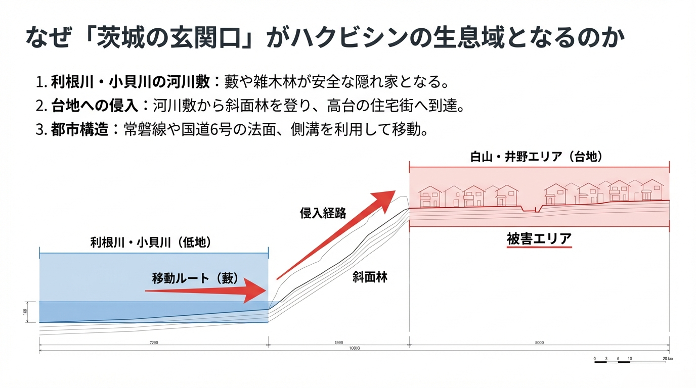 取手市ハクビシン駆除