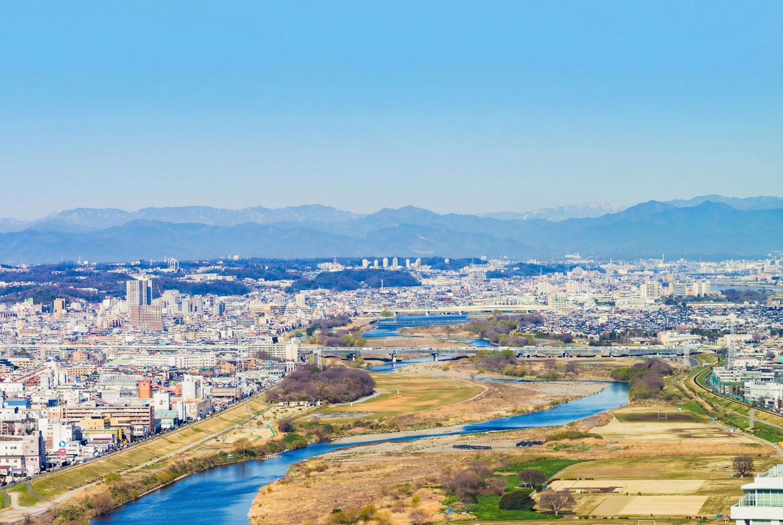 坂東市ハクビシン駆除