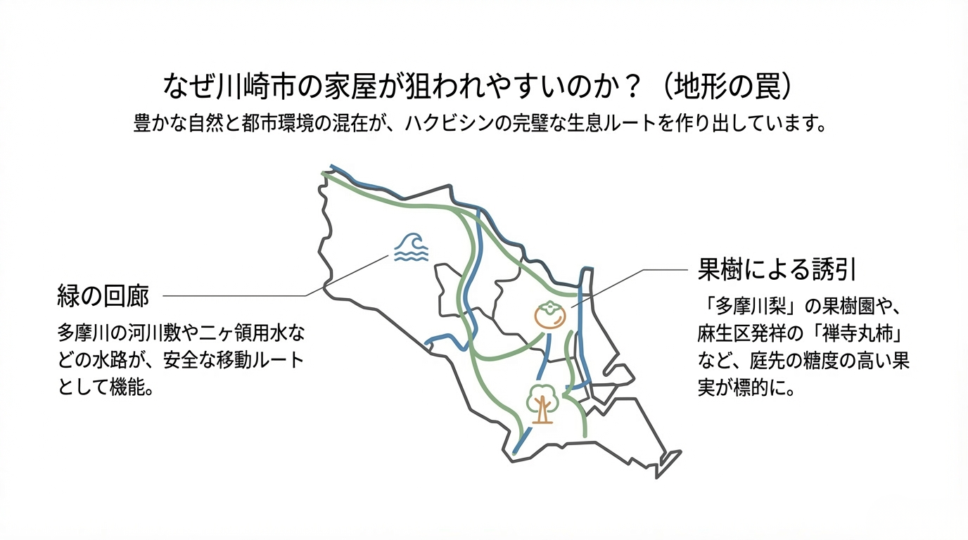 川崎市ハクビシン駆除