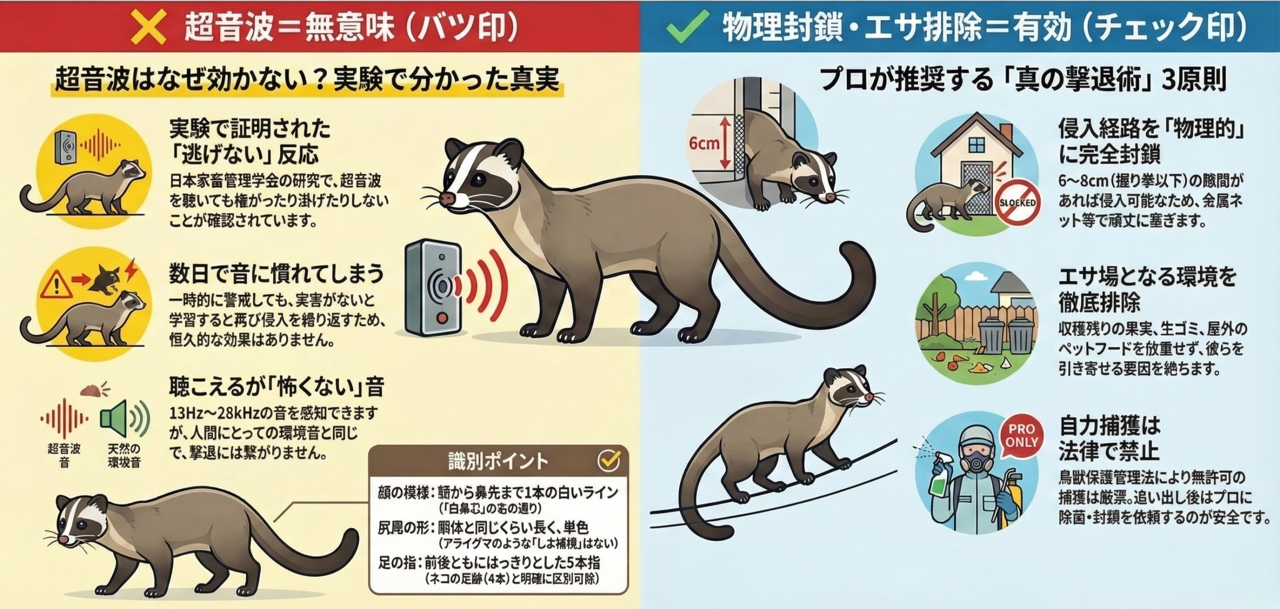 ハクビシン　超音波