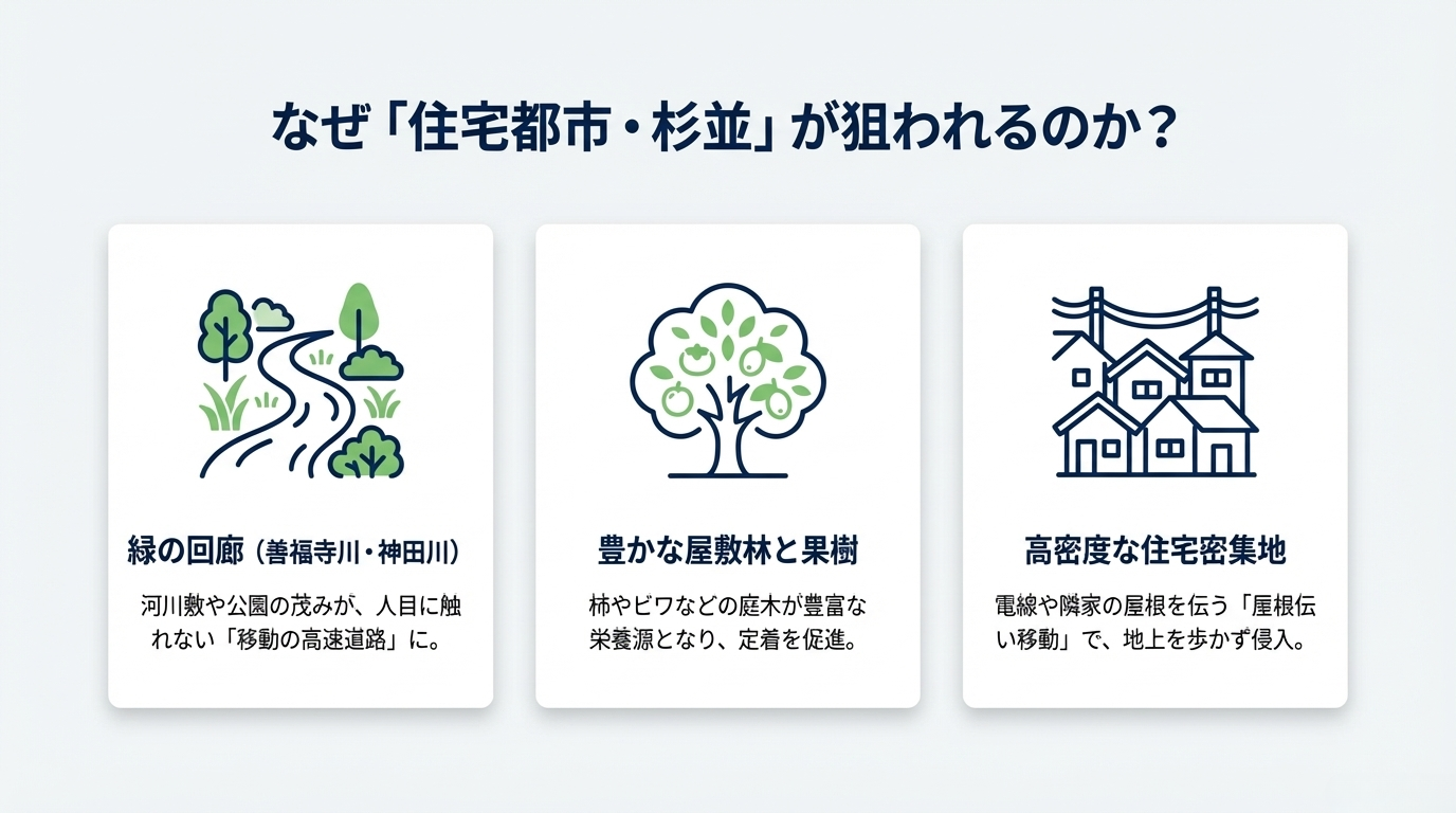 杉並区ハクビシン駆除