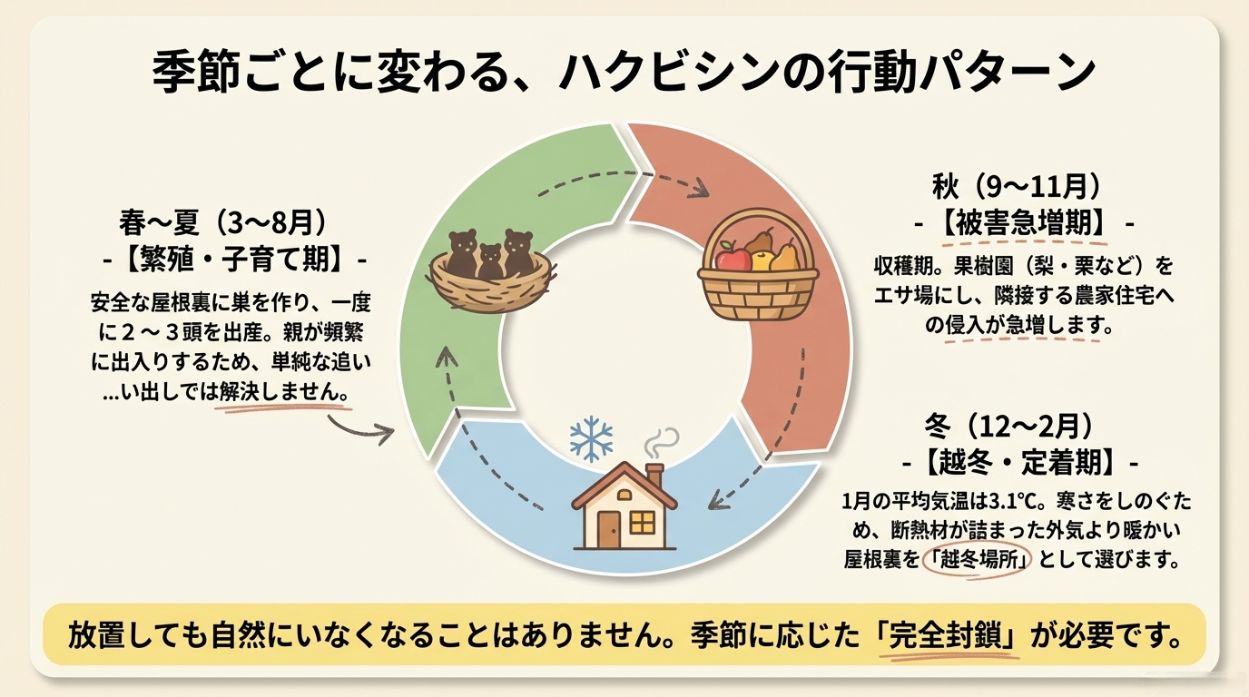 ハクビシン駆除　土浦市